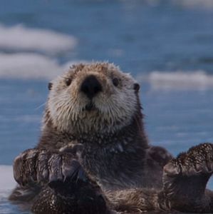 Meet your Posher, Maya